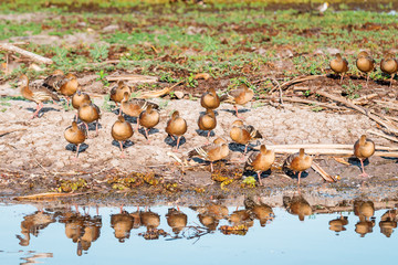 Ducks resting in a row at a river of the Yellow Water the amazing Landscape of the Kakadu National Park on a moody morning with fog and stunning nature and reflections, Northern Territory, Australia