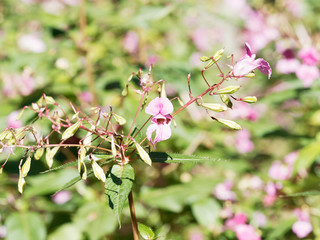 (Impatiens glandulifera) Balsamine de l'Himalaya ou Impatiente de l'Himalaya 