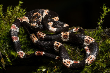 Ornate Snail Eating Snake (Dipsas catesbeyi)