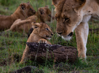 Cub looking into Lions eyes