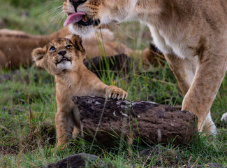 Fototapeta premium Lion licking cub