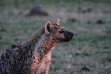 Hyena