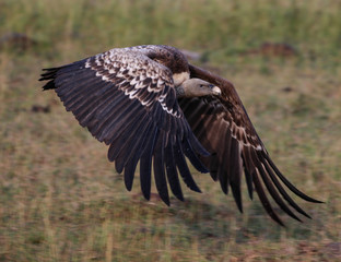 vulture