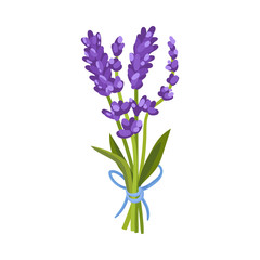 Small bouquet of lavender. Vector illustration on a white background.