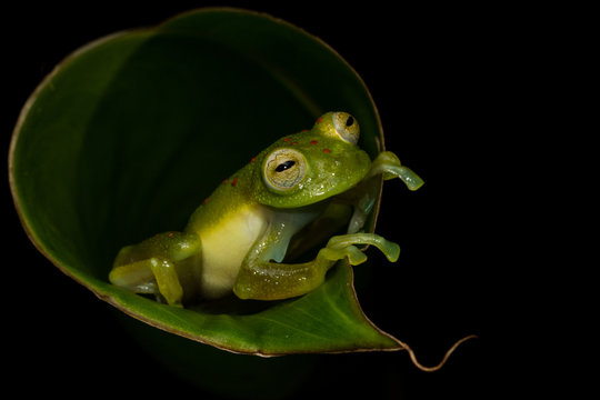 Red-spotted Glass Frog (Nymphargus grandiosonae)