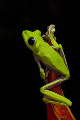 Gliding Tree Frog (Agalychnis spurrelli)