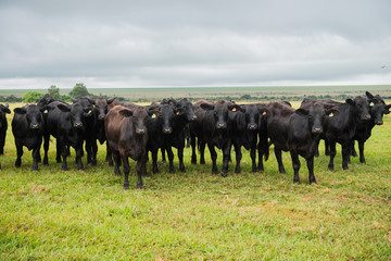 Angus bulls and cows, grazing on pasture, in Brazil