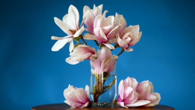 spring beautiful blooming magnolia on a blue