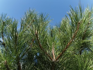 Gorgeous, beautiful pine branches with long needles. Close-up photo