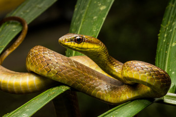 Obraz premium Green Racer (Chironius exoletus)