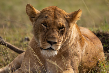 Lion