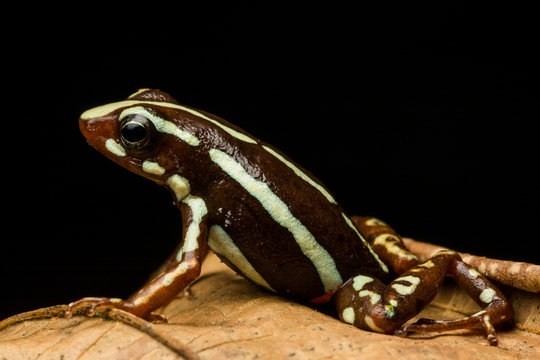 Phantasmal Poison-arrow Frog (Epipedobates tricolor)