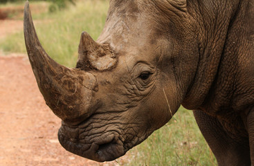 Obraz premium White rhino