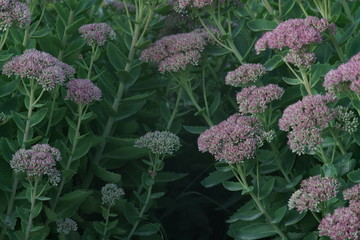 Hylotelephium spectabile