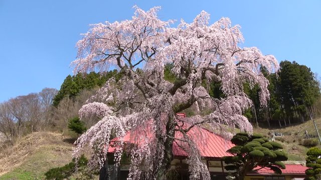 松岳寺のしだれ桜（福島県・田村市）