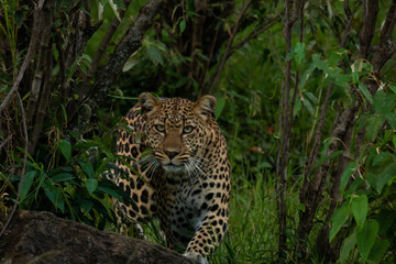 Fototapeta na wymiar Leopard stalking