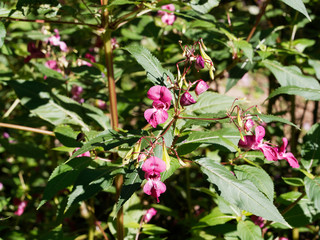 (Impatiens glandulifera) Balsamine de l'Himalaya