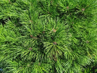 Chic background completely filled with fluffy branches of evergreen pine. Close-up photo