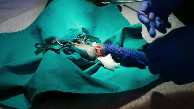 a veterinary surgeon will perform amputation of the forepaw of a young female cat. Vein ligation using soluble surgical threads