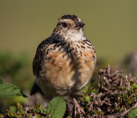Small african brid