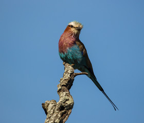Lilac-breasted Roller