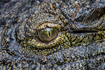 Crocodile (Crocodylidae), Kwazulu natal, south africa.