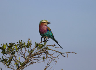Lilac-breasted Roller