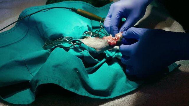 the veterinary surgeon uses hemostatic forceps to stop bleeding when performing frontal paw amputation in a young cat