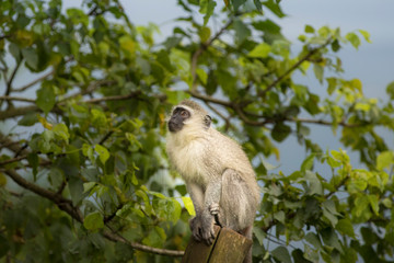 Vervet monkey-Singe vervet (Chlorocebus), Kwazulu natal, south africa.