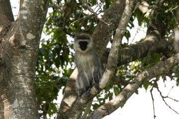 Monkey in tree