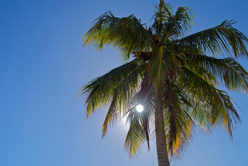 Obraz na płótnie Canvas palm