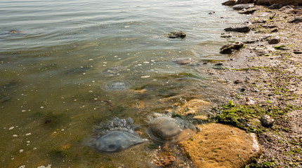 Dead jellyfish were thrown ashore after the storm, on the shores of the Azov Sea.