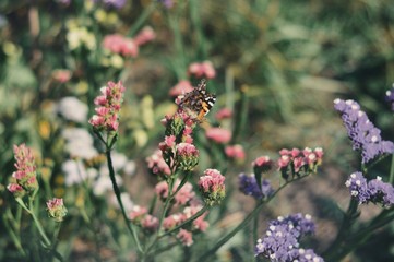 bee on flower