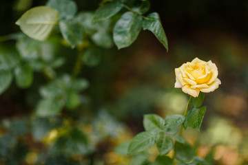 Yellow Rose flower on green nature background