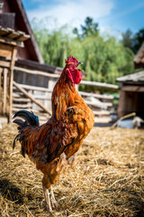 Pieje kogut, pieje © Anna Granat