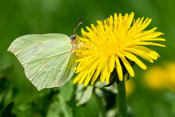 Zitronenfalter auf Löwenzahn