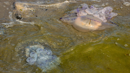 Dead jellyfish were thrown ashore after the storm, on the shores of the Azov Sea.