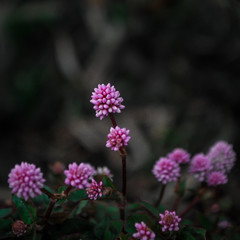 Flores de color rosa y morado