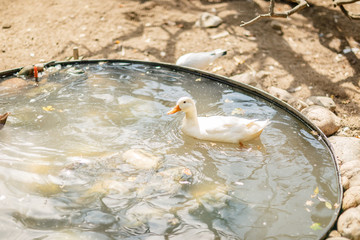 Canada goose wimming in water