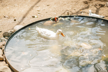 Canada goose wimming in water