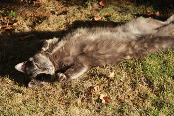 Sieste de chat