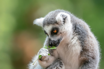 ring tailed lemur (Lemur catta) eating leaves. Apenheul at Apeldoorn in the Netherlands.