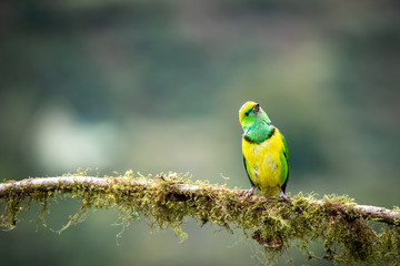 Male golden browed chlorophonia (Chlorophonia callophrys) on a branch at San Gerardo de Dota, Costa Rica