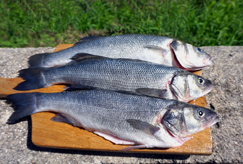 Fishes European seabass, Dicentrarchus labrax on a wooden board, cleaned and prepared for grilling or cooking