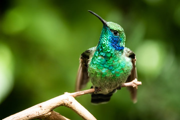 Lesser violetear (colibri cyanotus) or mountain violet-ear, formerly known as green violetear. Bird found in the highlands of Costa Rica, San Gerardo de Dota. 