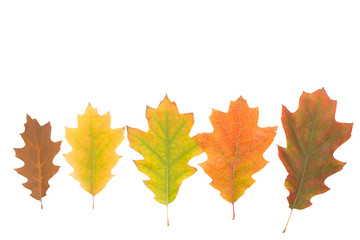 Fototapeta premium Yellow oak leaves isolated on white background