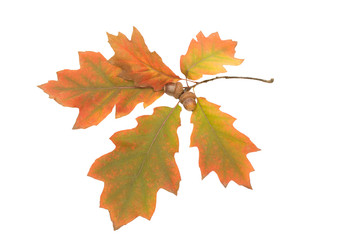 Fototapeta na wymiar Yellow oak leaves isolated on white background, autumn concept