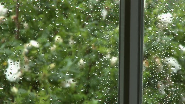 Steady, close up shot of rain water on a window pane, flowers sway outside in the background.