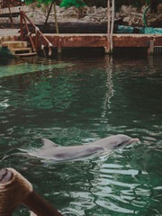 Fototapeta premium dolphin in the water