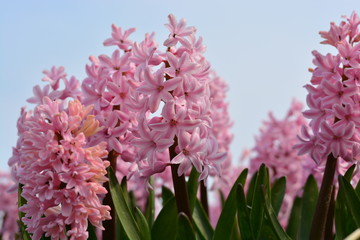 pink hyacinth with blue sky selective focus